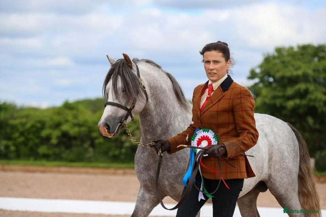 Welsh Section A horses for sale: Section A gelding - Image 3