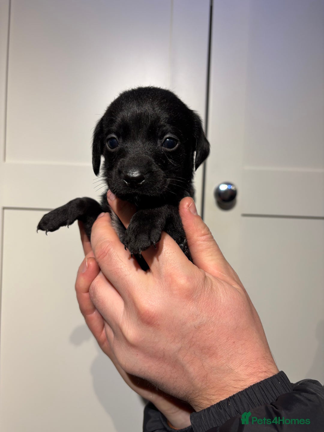 Springador dogs for sale: Labrador/Springador cross pups - Advert 15