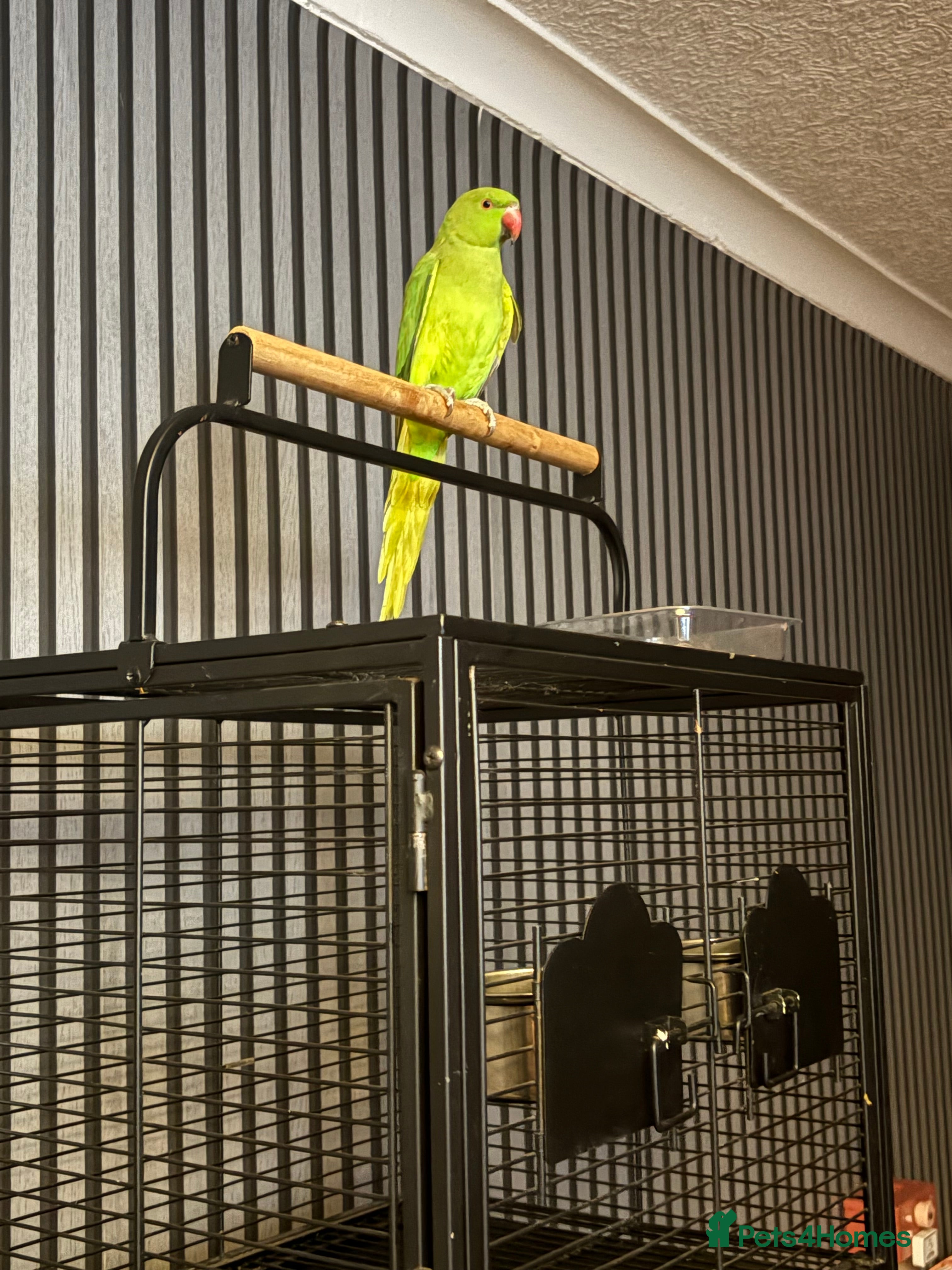 Ringnecks birds Indian ring neck  - Advert 1