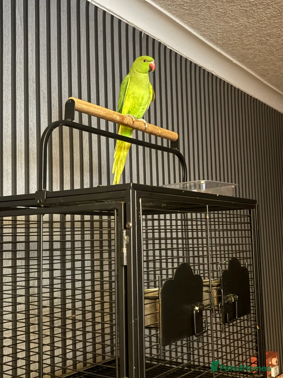 Ringnecks birds for sale: Indian ring neck  - Advert 1