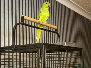 Ringnecks birds Indian ring neck - Advert 1