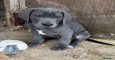 Great Dane dogs - Advert 5