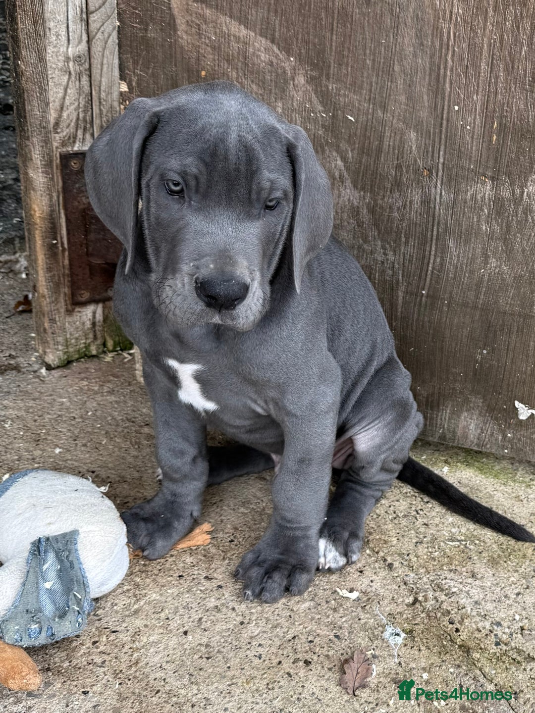 Great Dane dogs for sale: READY NOW! BLUE Kc reg Great Danes - Advert 2