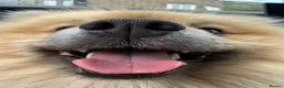 Pomeranian dogs for sale: Gorgeous loving boy - Advert 3