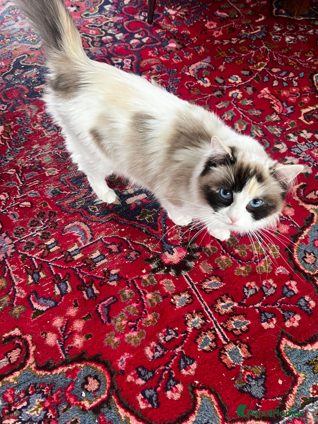 Ragdoll cats for sale: GCCF Ragdoll Kittens. Champion lines  - Advert 10