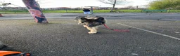 German Shepherd dogs for sale: Full pedigree GS for rehome  in Altrincham - Advert 2