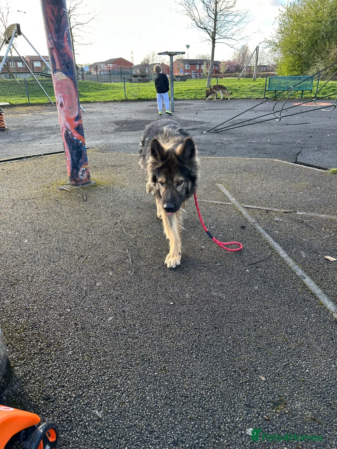 German Shepherd dogs for sale: Full pedigree GS for rehome  in Altrincham - Advert 2