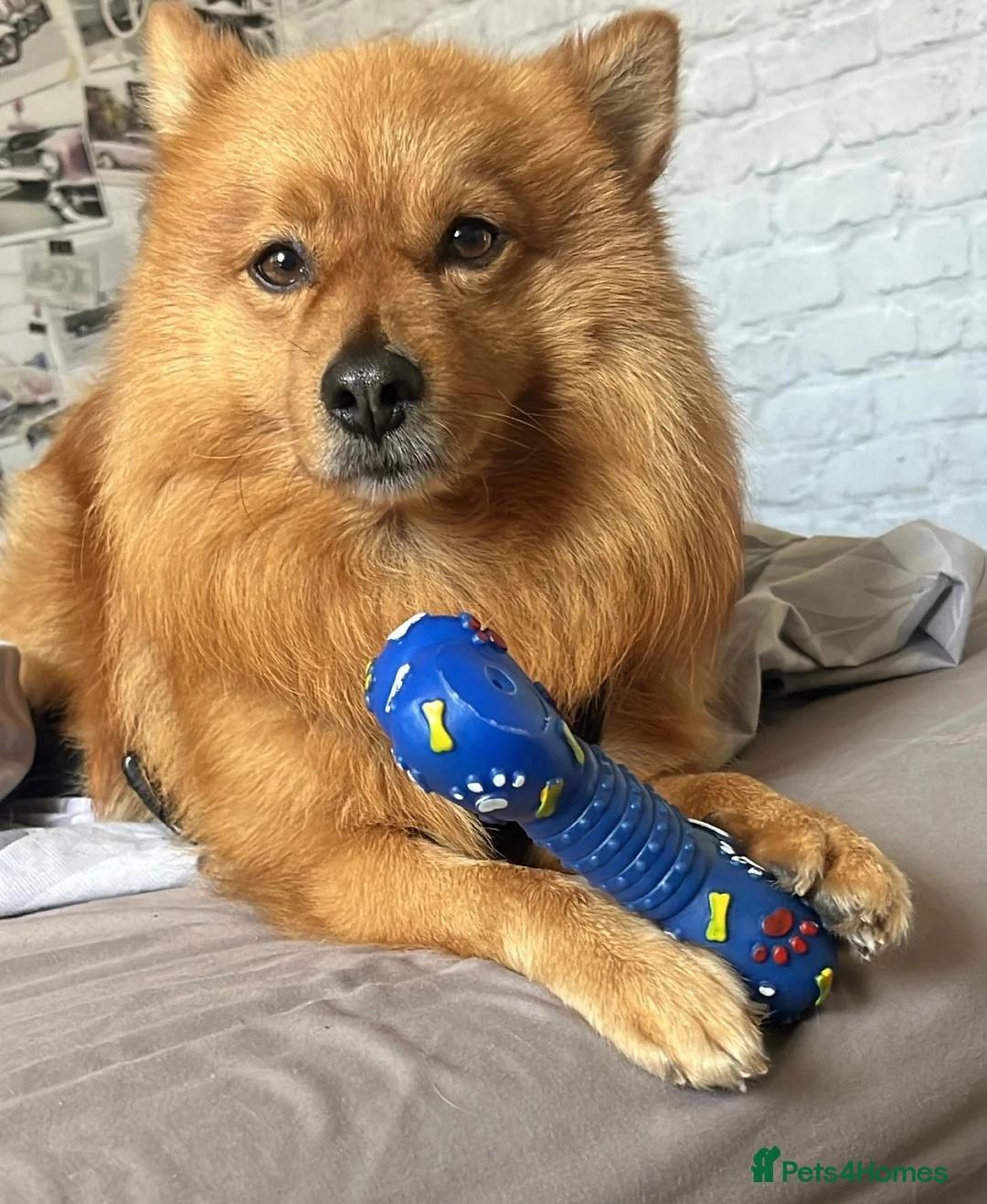 Mixed Breed dogs for adoption: 💙 DEXTER💙: active, playful Pomeranian Cross - Advert 8