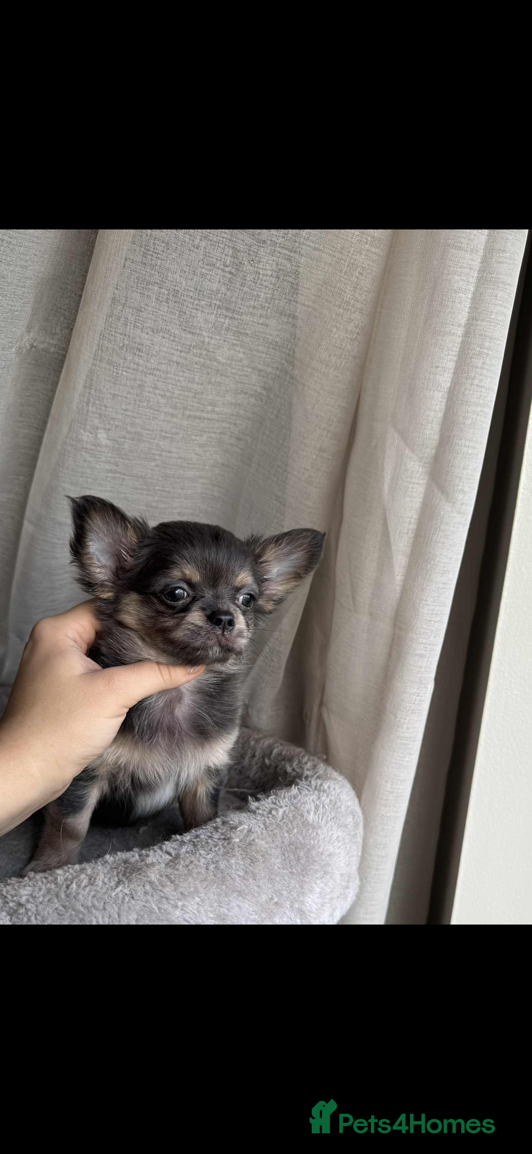 Chihuahua dogs for sale: READY TO LEAVE SOON Tiny Blue Longhair Chihuahua  - Advert 3