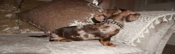 Miniature Dachshund dogs for sale: Beautiful boy dachshund puppy (1 left)  in Tilbury - Advert 4