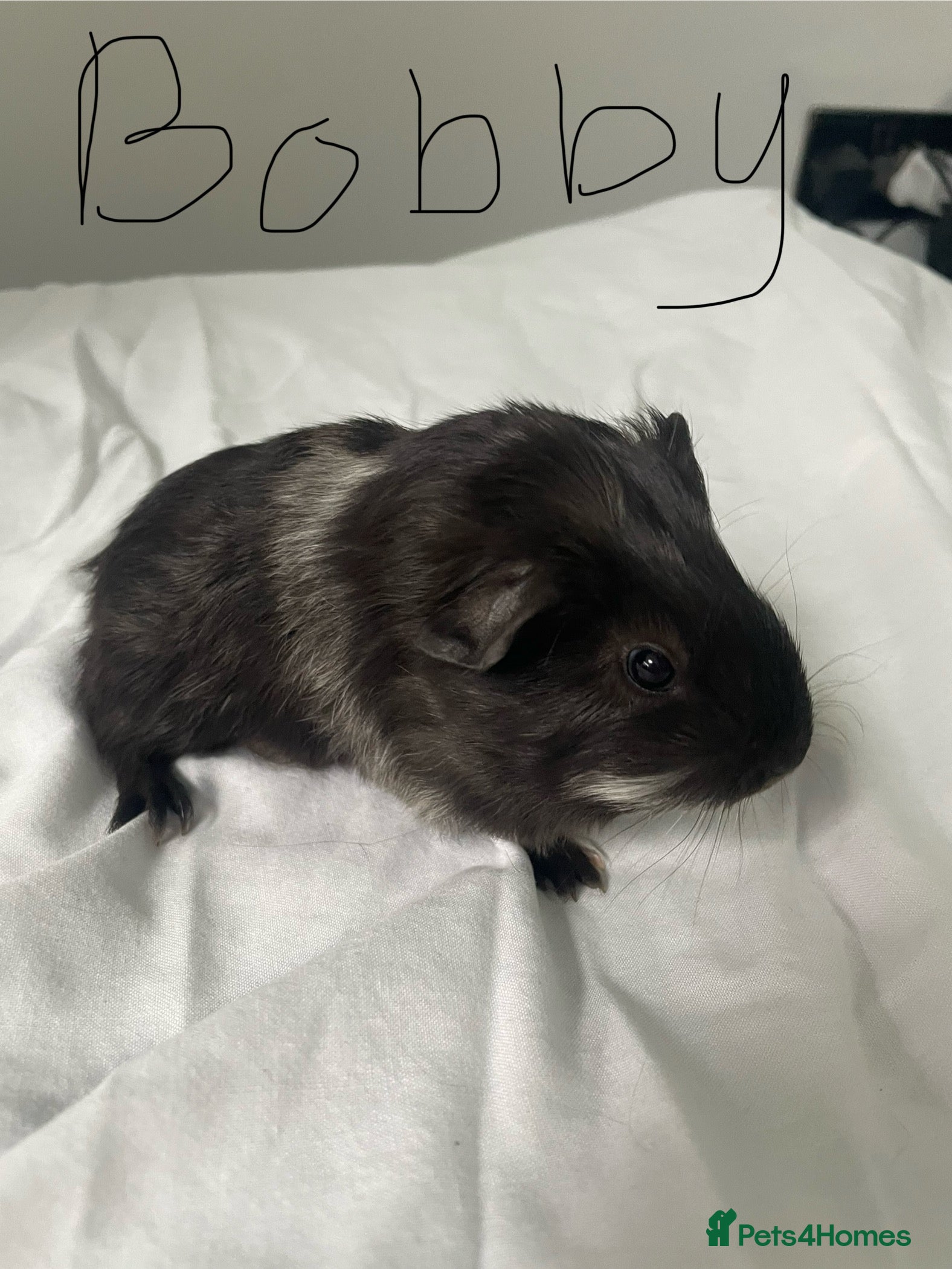 Guinea Pig rodents Baby guinea pigs - Advert 2