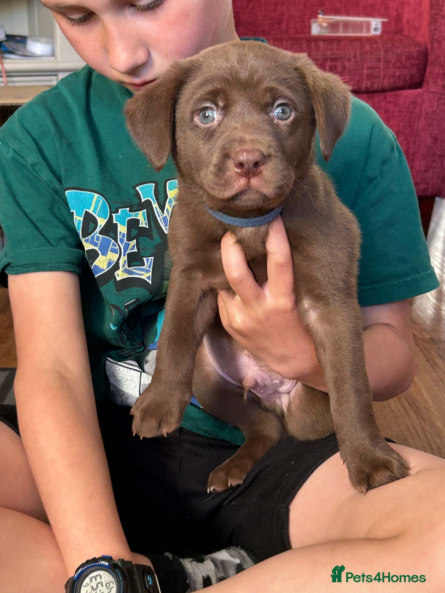 Labrador Retriever dogs KC Registered chocolate labrador puppies - Advert 13