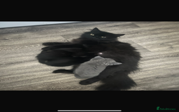 Mixed Breed cats for sale: Kittens for sale  - Image 7