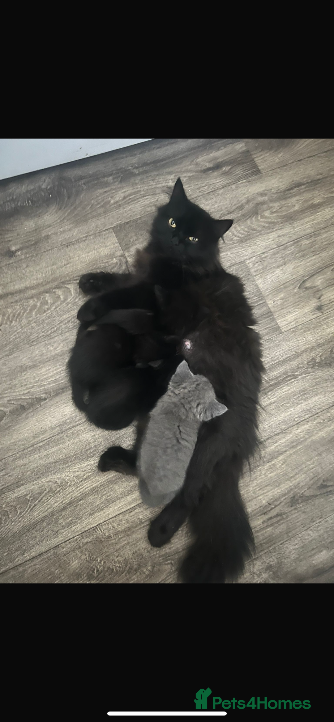 Mixed Breed cats for sale: Kittens for sale  - Image 7