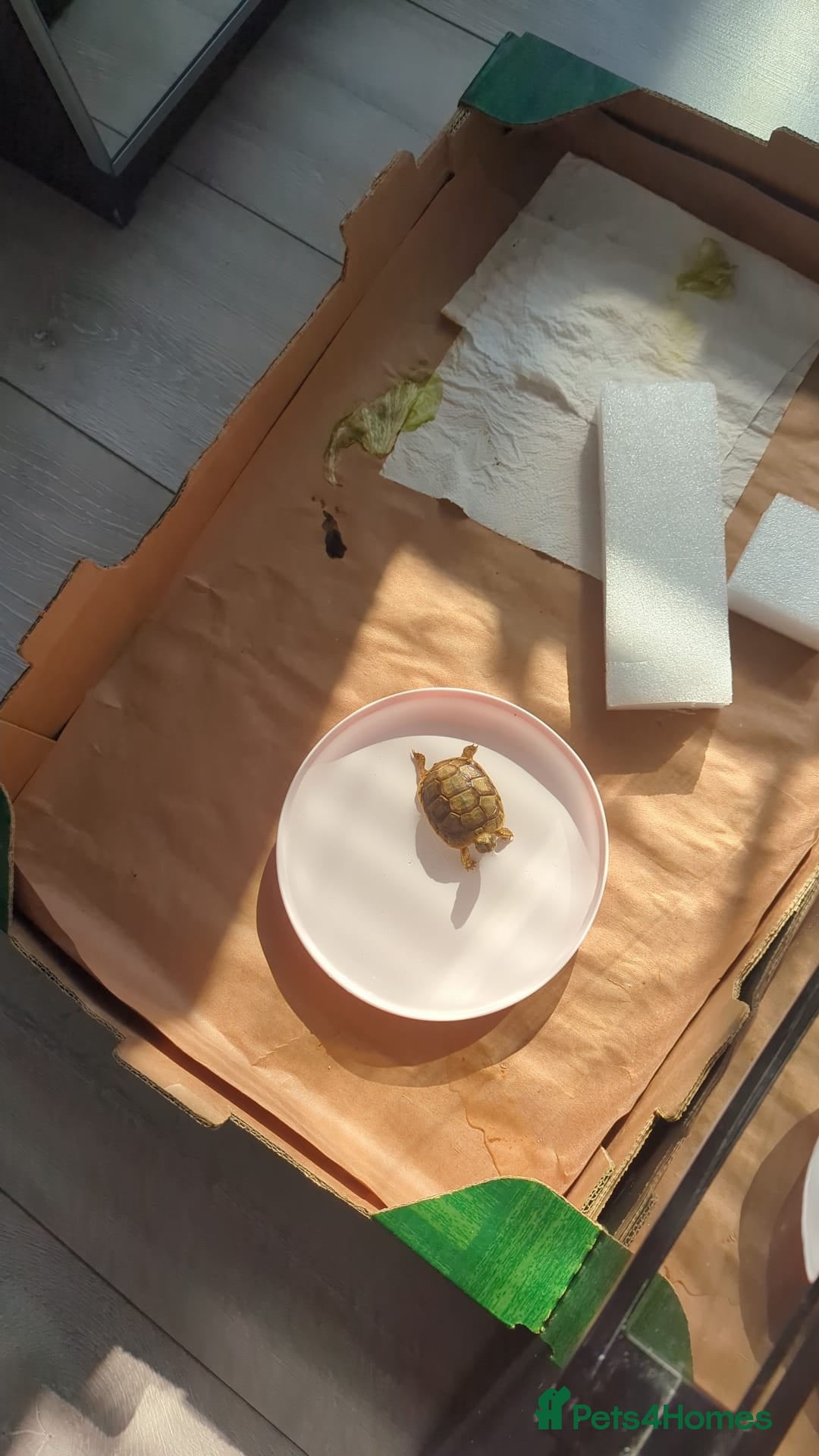 Tortoise reptiles for sale: Greek Spur Baby Tortoises Hatched 2025 - Image 6