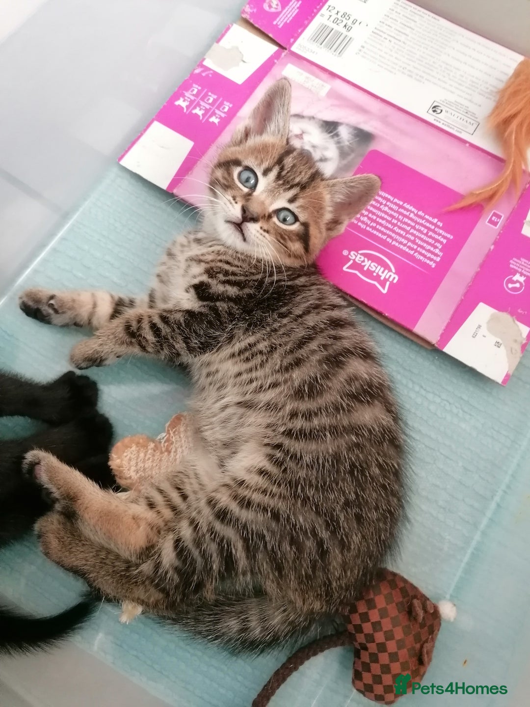 Domestic Shorthair cats for sale: 4 cute kittens :) - Advert 8