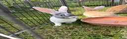 Continental Giant rabbits for sale: Various Continental Giant babies available  - Advert 3