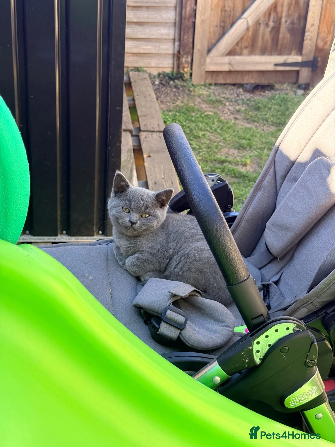 British Shorthair cats for sale: British shorthair female last one left  - Advert 2