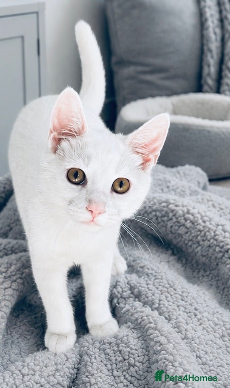 Mixed Breed cats VERY FRIENDLY BOY KITTEN £150 WILL ACCEPT OFFERS - Advert 1