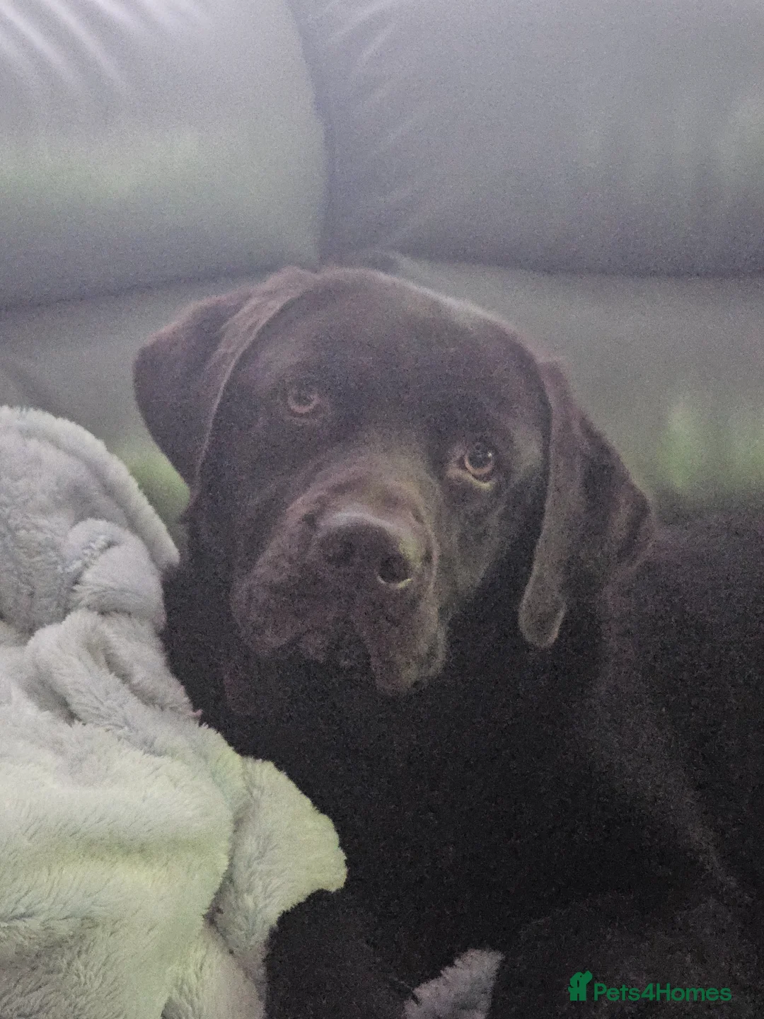Labrador Retriever dogs for sale: Handsome Rolo in Hengoed - Advert 3