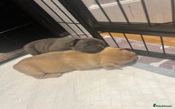 Mixed Breed dogs for sale: STUNNING UNIQUE PUPS 💙💗 - Image 21