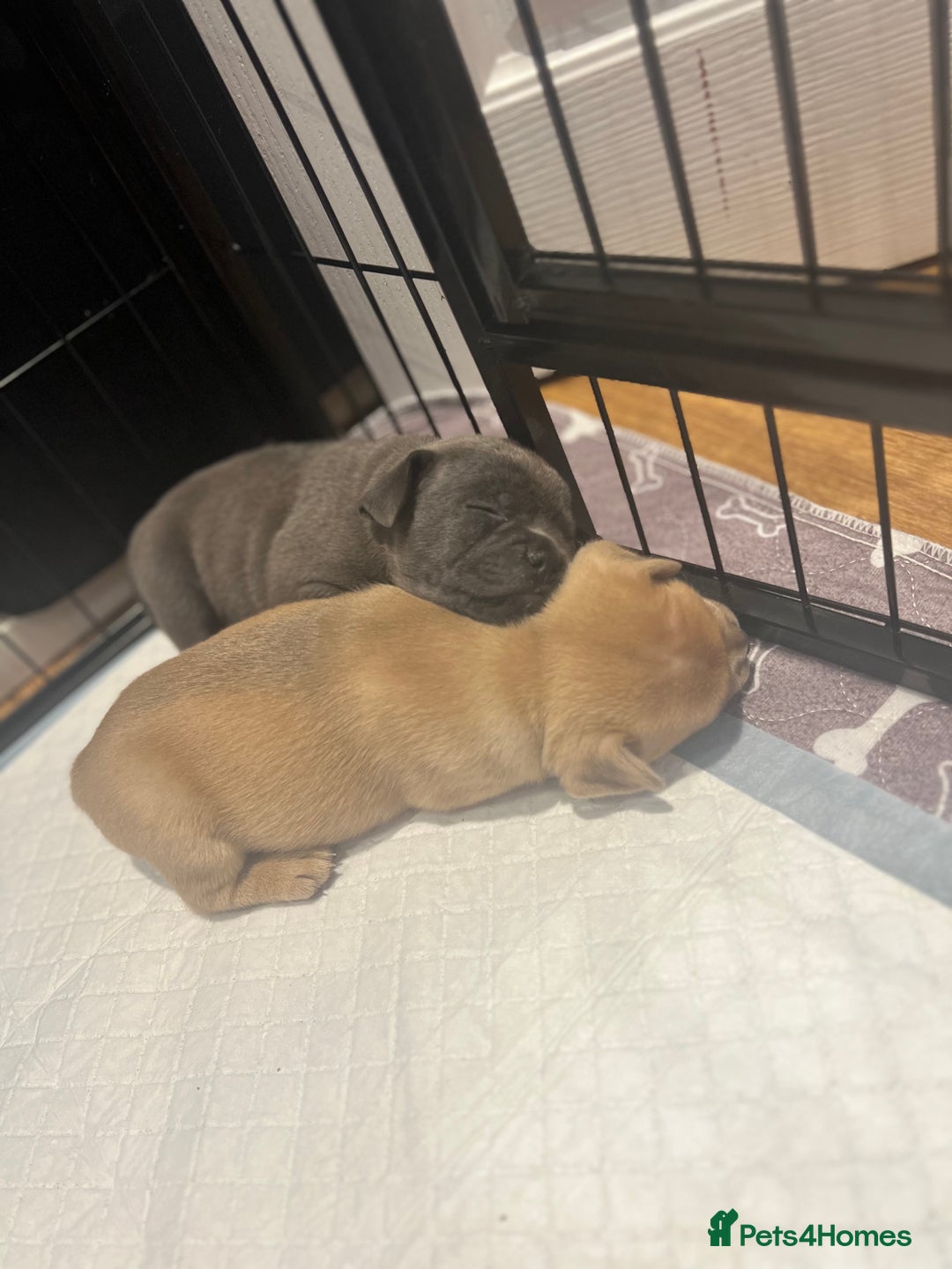 Mixed Breed dogs for sale: STUNNING UNIQUE PUPS 💙💗 - Image 21