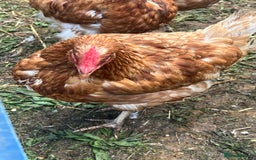 Chickens poultry for sale: Laying Hens for Sale – Healthy Brown Egg Layers - Image 2