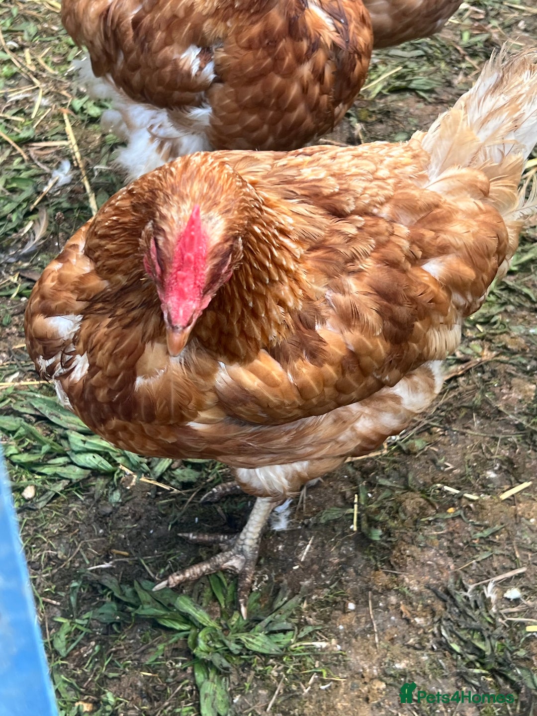 Chickens poultry for sale: Laying Hens for Sale – Healthy Brown Egg Layers - Image 2