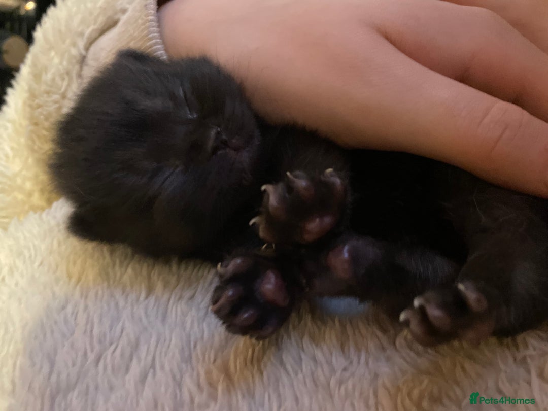 British Shorthair cats for sale: Black British shorthair boy - Advert 6