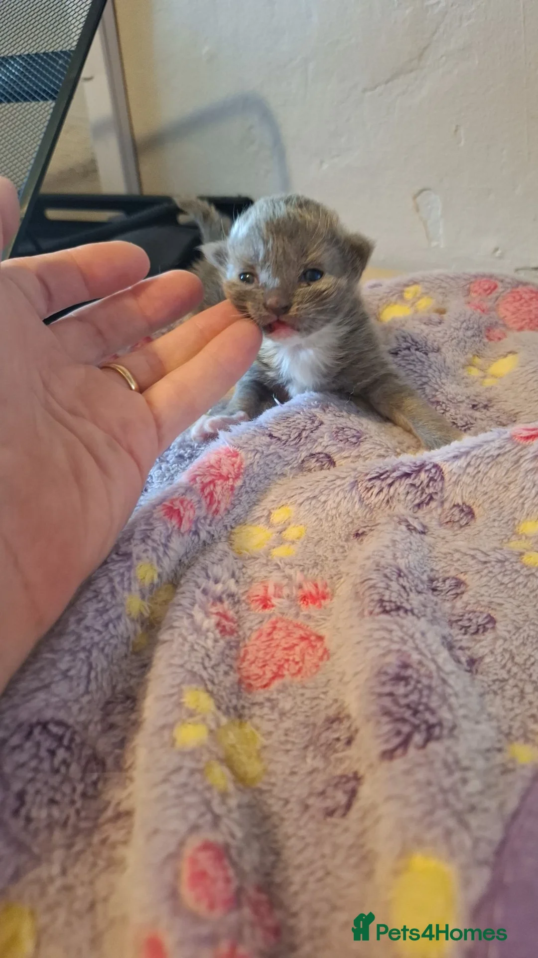 Mixed Breed cats for sale: 5 kittens  - Advert 1