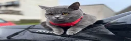 British Shorthair cats for sale: Stunning Pedigree Kittens | DNA Clear in Glasgow - Advert 34