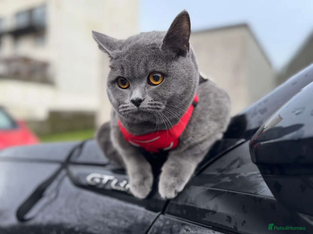 British Shorthair cats for sale: Stunning Pedigree Kittens | DNA Clear in Glasgow - Advert 34