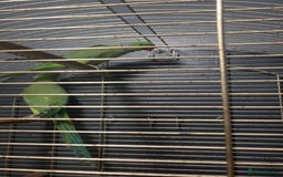 Parakeets birds for sale: Indian Ringnecks M/F  - Image 3