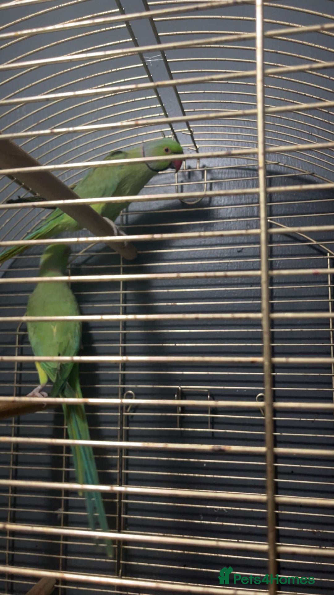 Parakeets birds for sale: Indian Ringnecks M/F  - Image 3