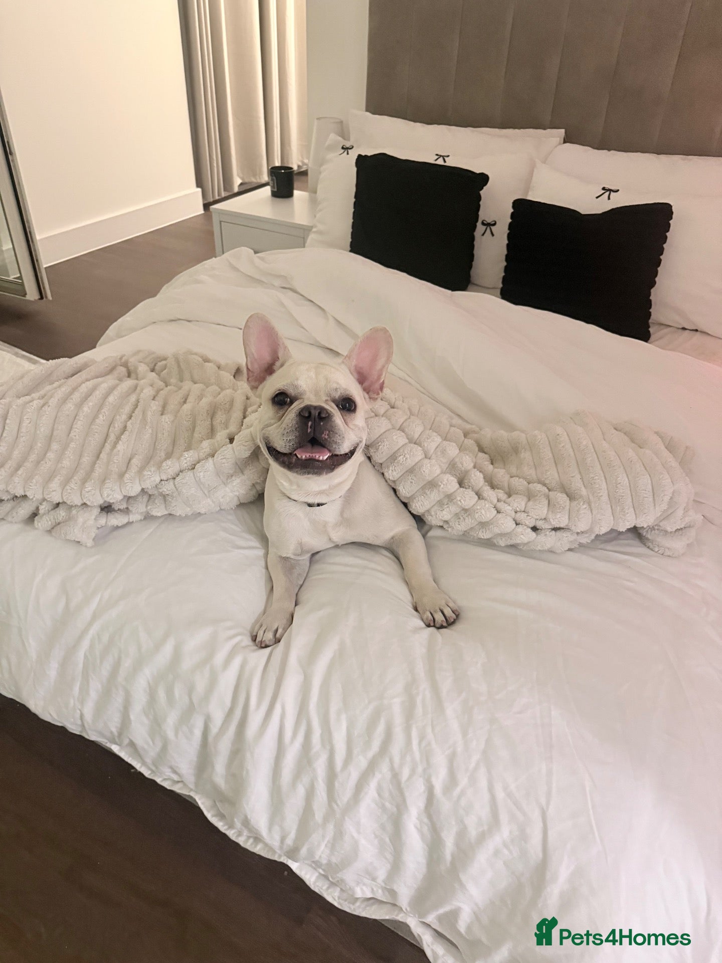 French Bulldog dogs French bulldog for sale - Advert 1