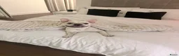 French Bulldog dogs for sale: French bulldog for sale - Advert 1