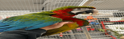 Macaws birds for sale: Gorgeous hand reared baby Harlequin Macaws - Advert 2