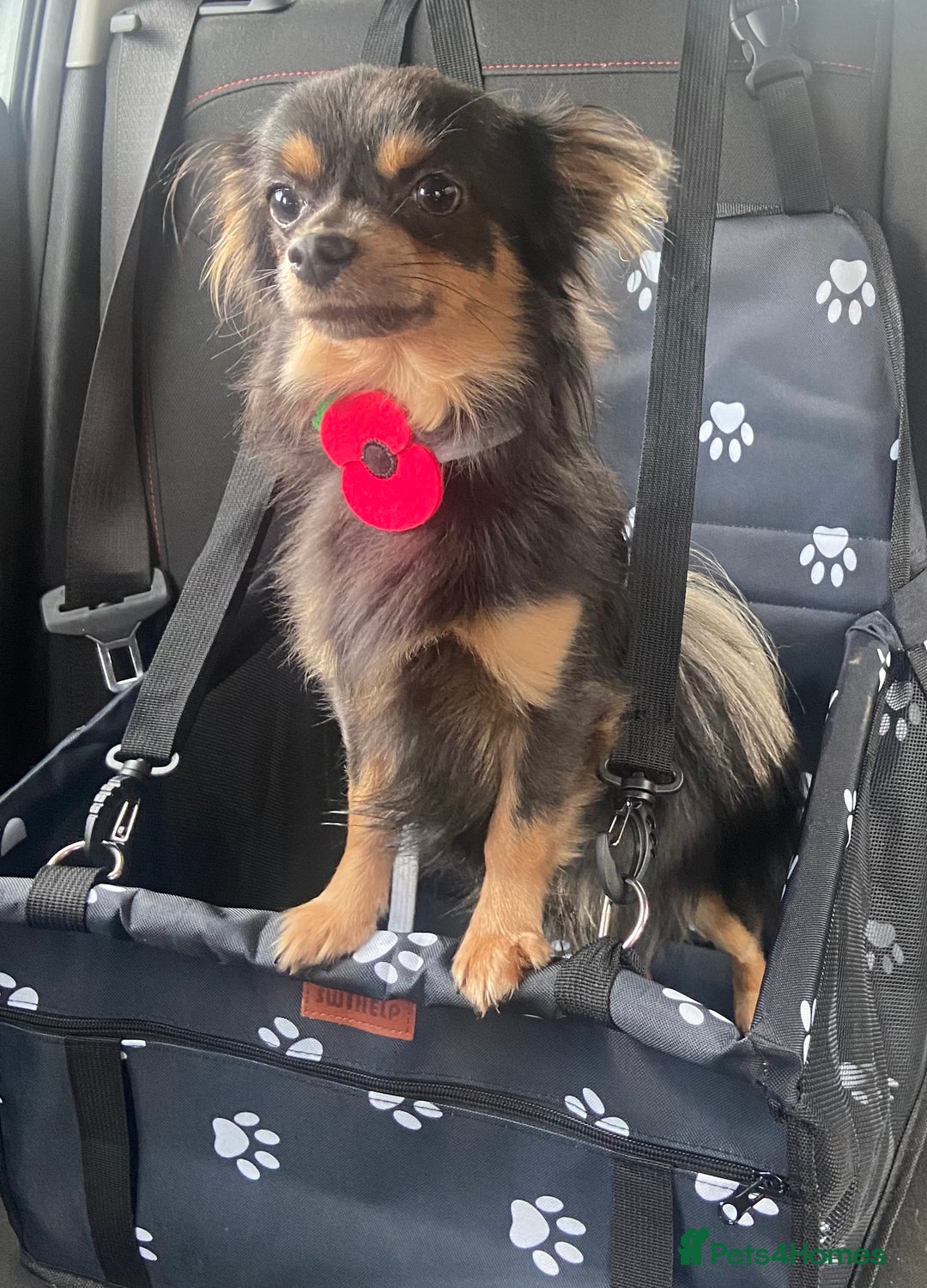 Chihuahua dogs for stud: Stunning Proven Stud - Advert 9