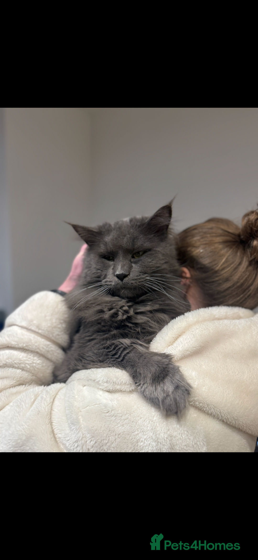 Maine Coon cats for sale: Maine Coon TICA registered✨ - Advert 8