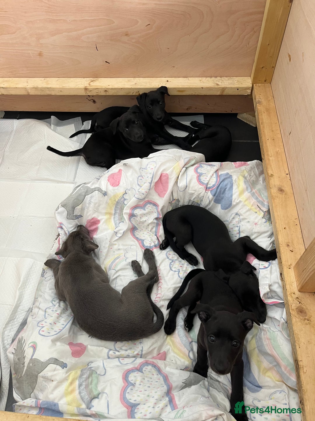Whippet dogs for sale: 🐾 KC Registered Black Whippet Puppies 🐾 - Image 8