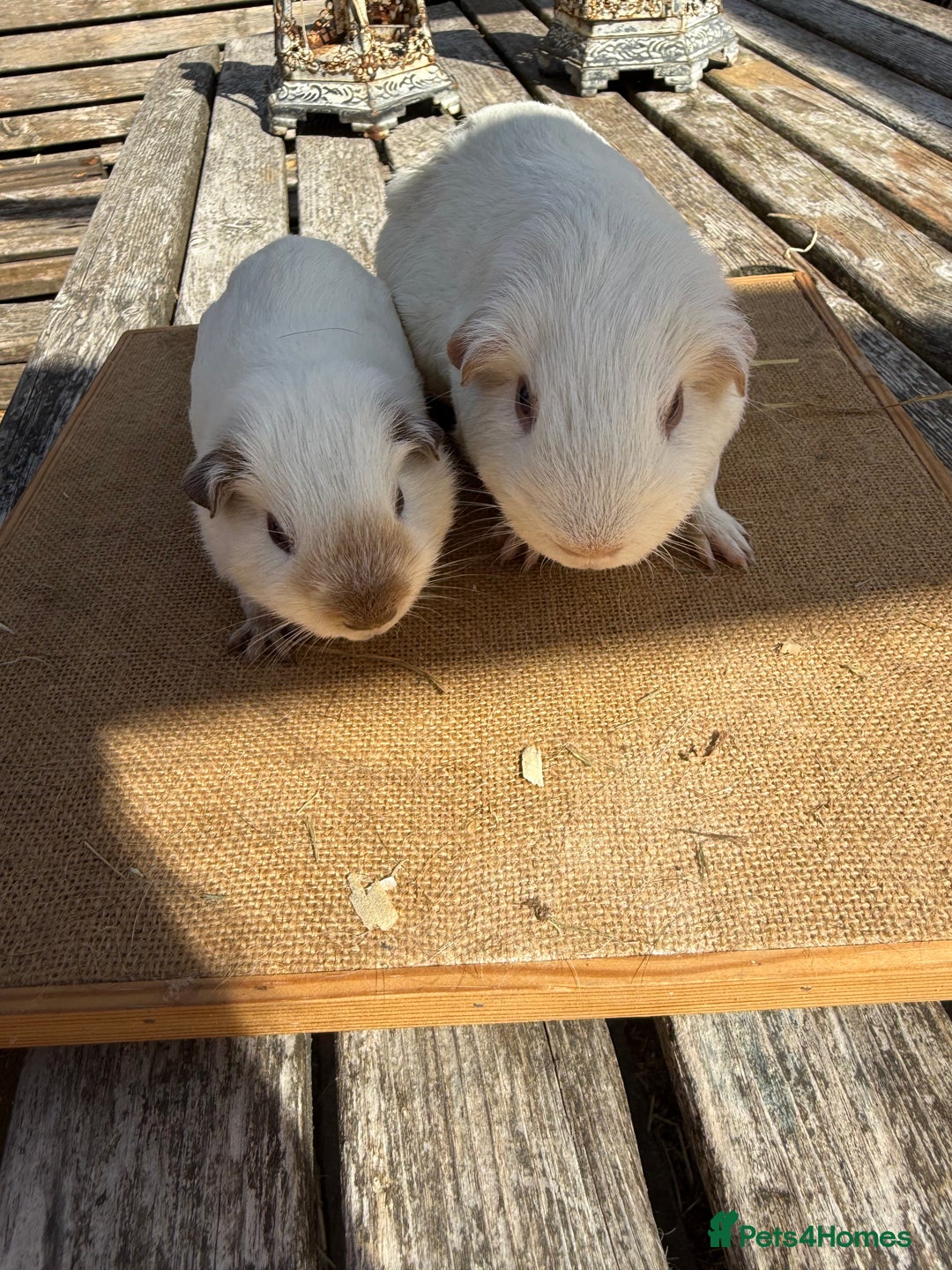 Guinea Pig rodents for sale: Pure bred California & Swiss guineapigs  - Image 7