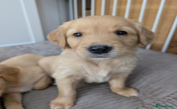 Golden Retriever dogs - Advert 3