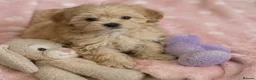 Maltipoo dogs for sale: Beautiful small maltipoos - Advert 2