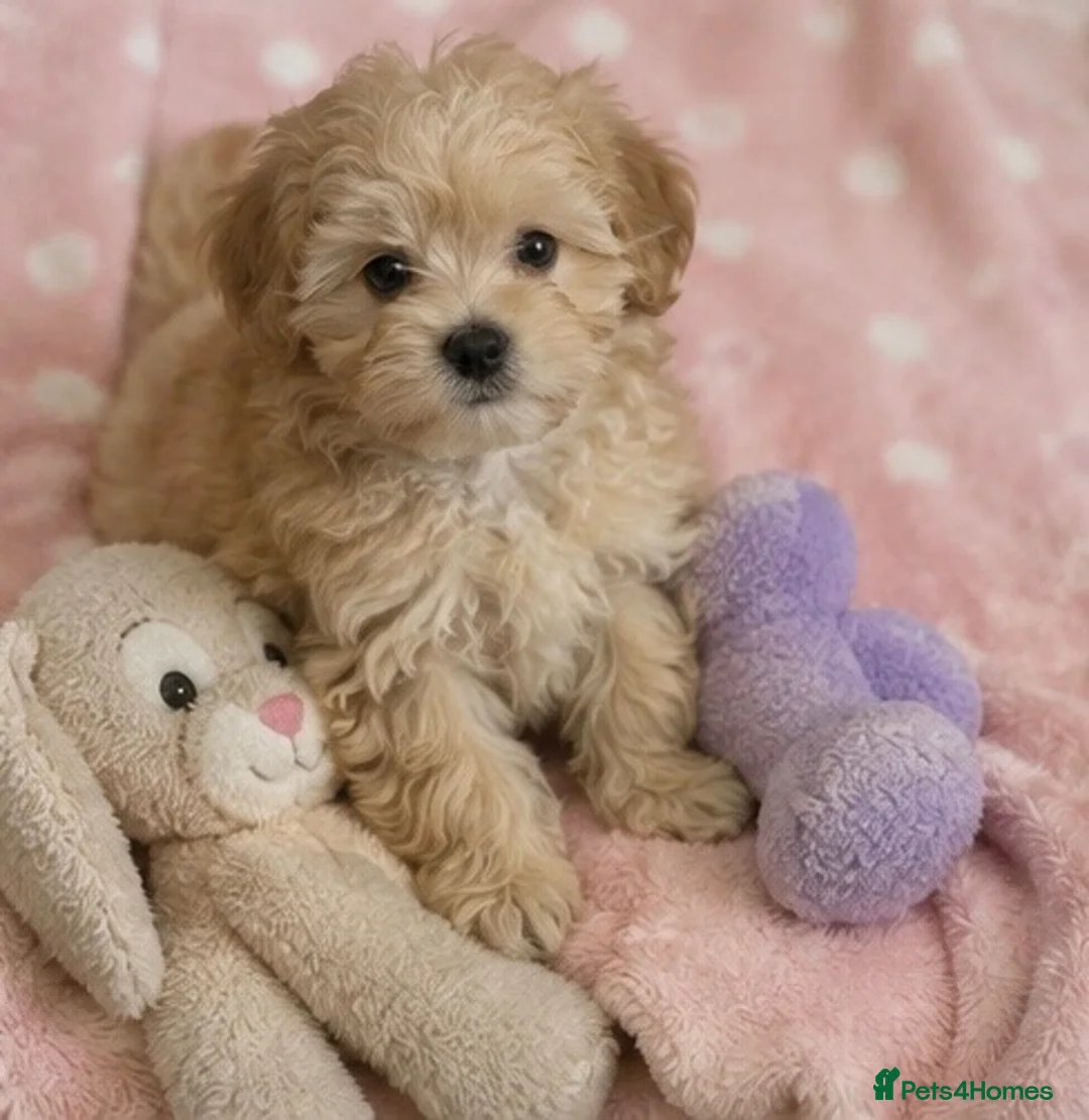 Maltipoo dogs for sale: Beautiful small maltipoos - Advert 2