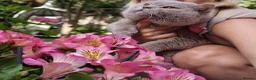 British Shorthair cats for stud: 🌟Exclusive Import ⭐World-Class Type🌟 - Advert 6