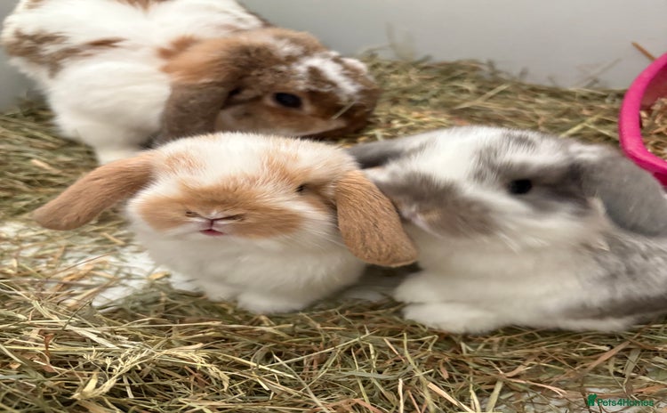 Mini Lop rabbits - Advert 3