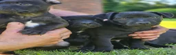 Patterdale Terrier dogs for sale: Ready now Stunning nutal patterdale terriers  - Advert 7