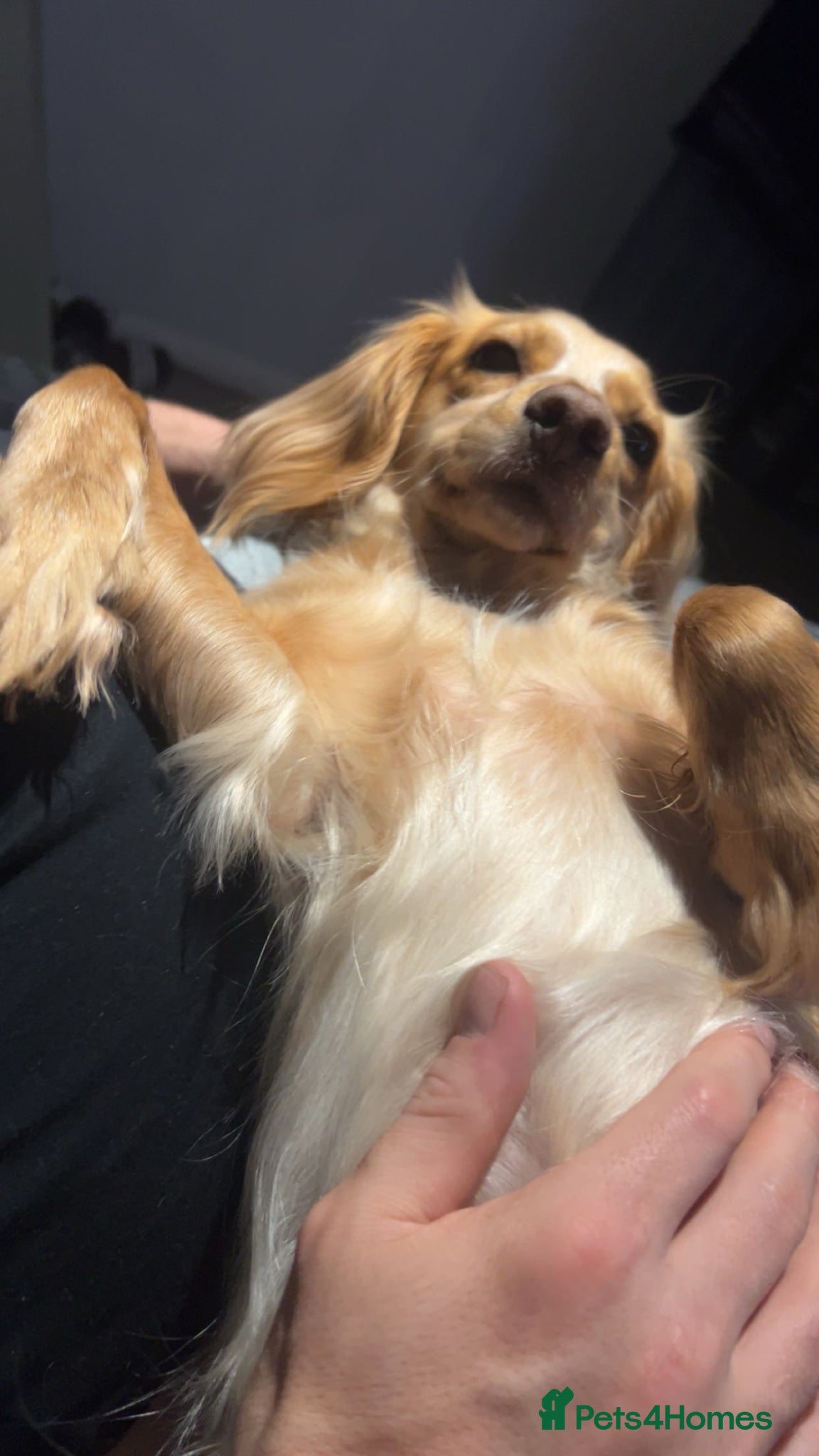 Cockapoo dogs for sale: Cocker spaniel X Cockapoo Puppies pending. 🐶 in Staines - Advert 4