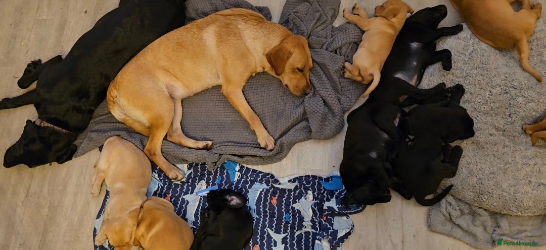 Labrador Retriever dogs for sale: Milromali labradors.Bred for health & temperament  - Image 8