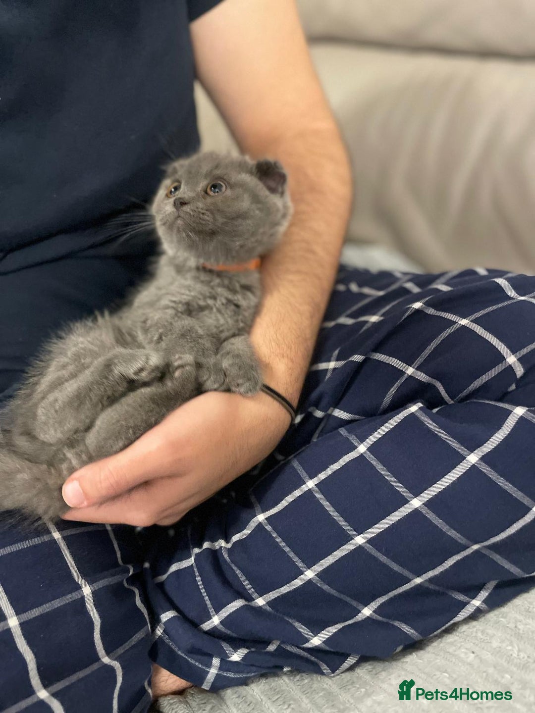 Scottish Fold cats for sale: Very Friendly Kittens, Pedigree Scottish Fold  - Advert 9